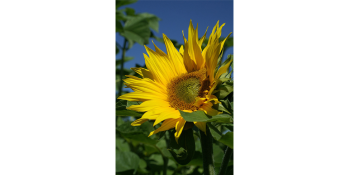 (K)ein Sommerloch in Sicht