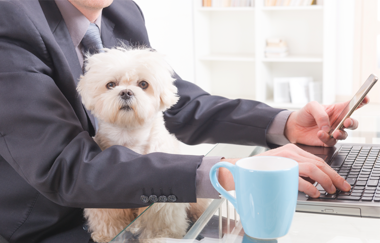 Berufstätig mit Hund